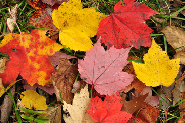 Close-up of a Colorful Maple Leaves