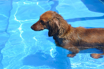 Wet Red Long-Haired Dachshund in a Swimming Pool