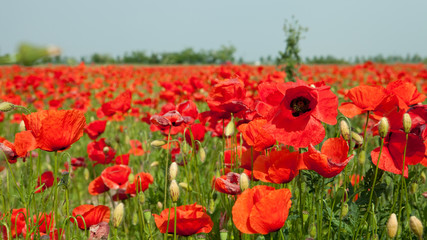 Poppy field