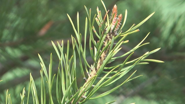 Pine twig close-up.