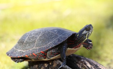 tortue en équilibre