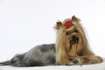 pose langoureuse du yorkshire terrier