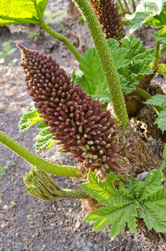 Gunnera-herbaceous flowering plants