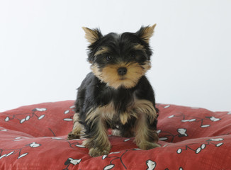 jeune yorkshire terrier sur son coussin