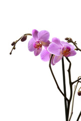 orchidea lilla
