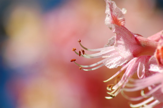 Fiore di ippocastano