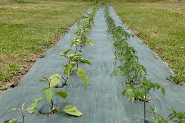 plant de tomate et d'aubergines sur bâche