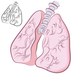 Human Lung Set