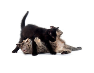 Two kittens playing and fighting