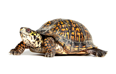 Box turtle on white