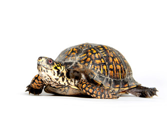 Box turtle on white