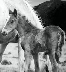 Foal and its mother