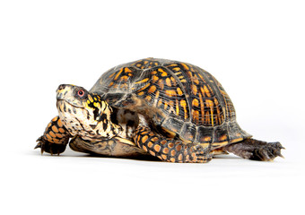 Box turtle on white