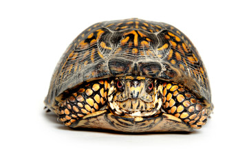 Box turtle in its shell