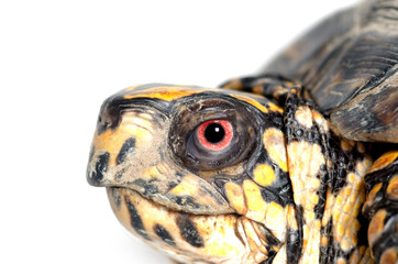 Face of box turtle