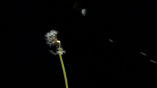Pusteblume