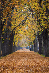 autumn forest trail / alley with jogger