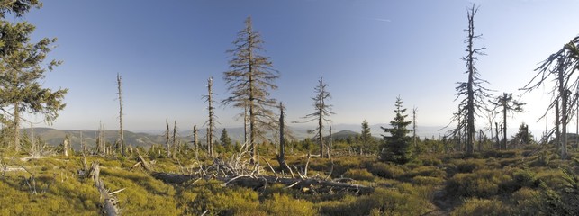 old forest in Kralicky Sneznik