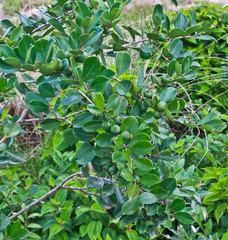 goyavier fruit de la réunion