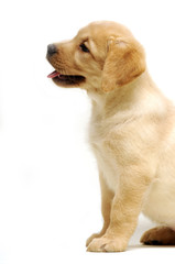 Labrador retriever