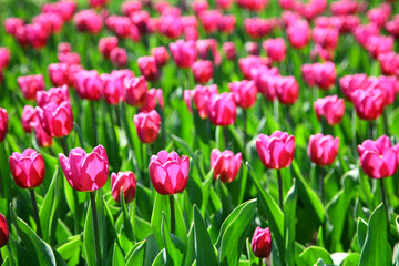 Field of pink tulips in sunlight