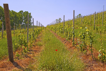 Vineyard