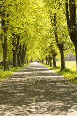 Straße gesäumt von Bäumen