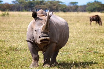 Rhino