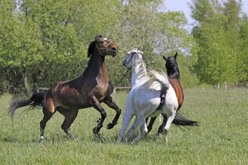Fotobehang Kämpfende Pferde © Diana Wolfraum