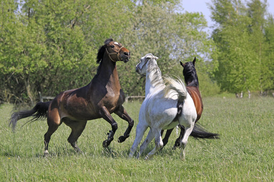 Kämpfende Pferde