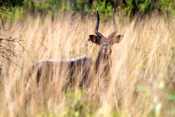 Hidden Nyala