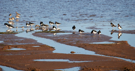 oyster catchers on beach