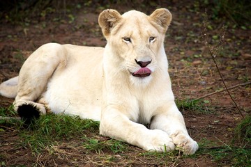 White Lioness