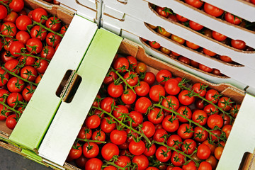 vine tomatoes in cardboard boxes