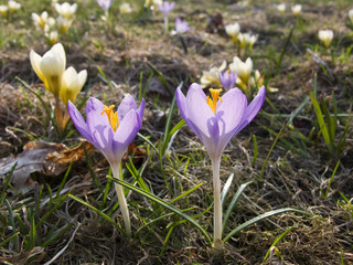 crocus, spring scene