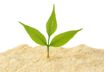 Young sprout grows from sand
