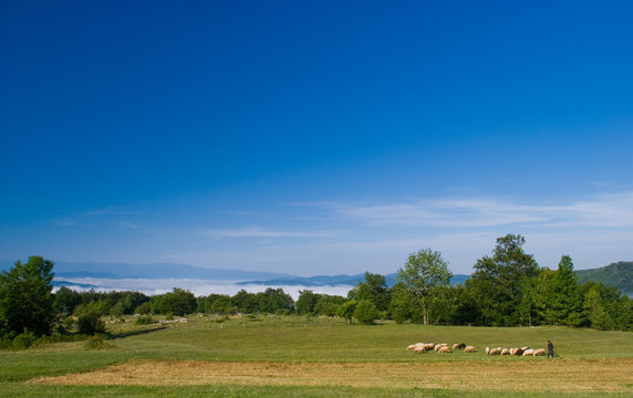 A flock of sheep with a shepherd above the clouds