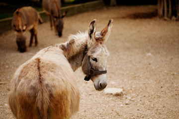 Fototapeta premium ASINO