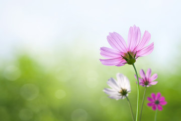 Cosmos flowers on spring background