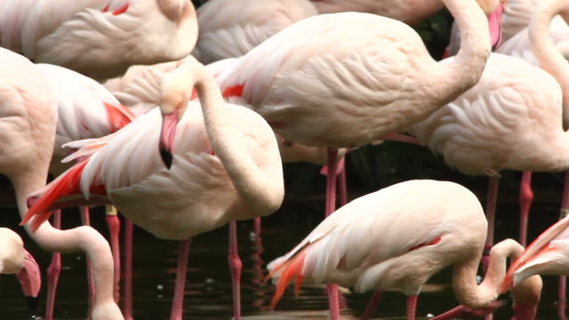flamingo