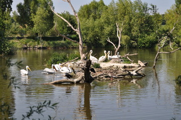 ile aux pelicans