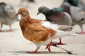 Brown pigeon