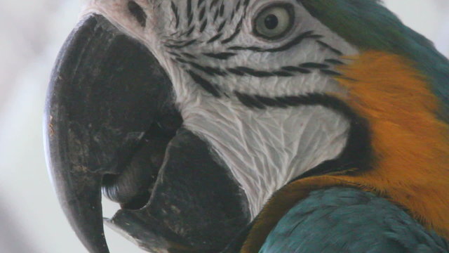 Blue-and-yellow Macaw