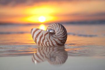 nautilus shell in the sea , sunrise