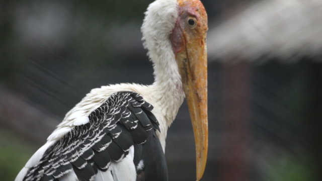 marabou