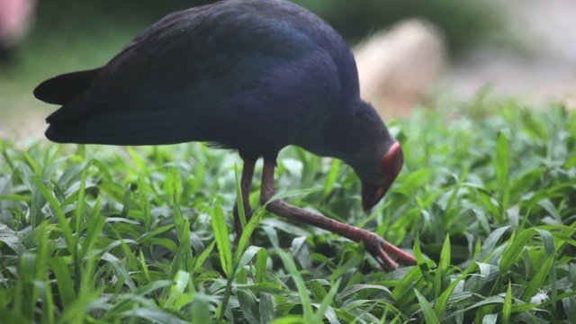 Purple Swamphen