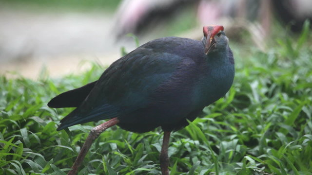 Purple Swamphen
