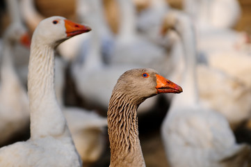 Gans, Gänsegruppe, Geflügel, Gänse, Nutztier