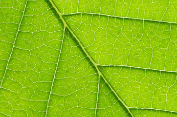 leaf background