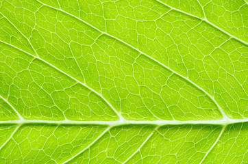 leaf  background
